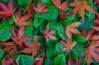 USA, Washington State, Seabeck. Fallen maple and primrose leaves. Art Print